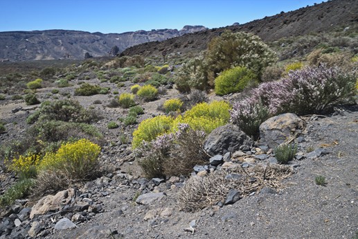 14 maggio Teide